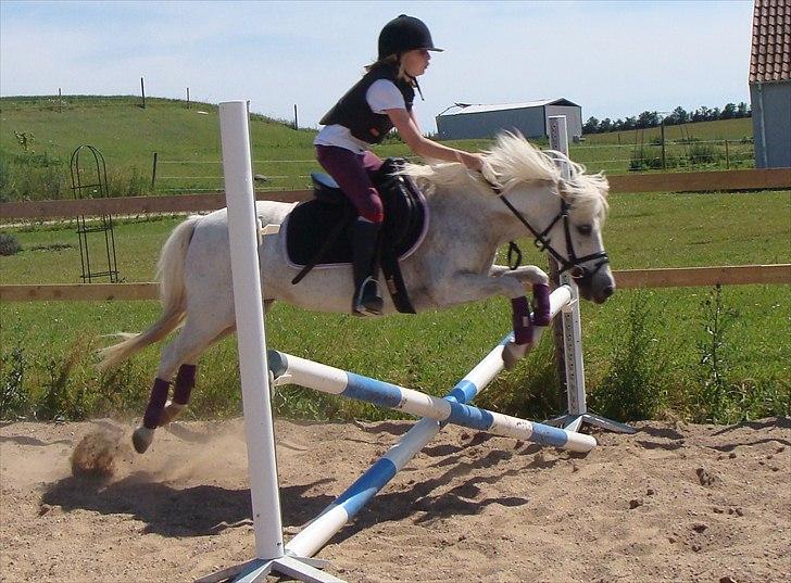 Anden særlig race Søby Vestergaards Clio billede 12