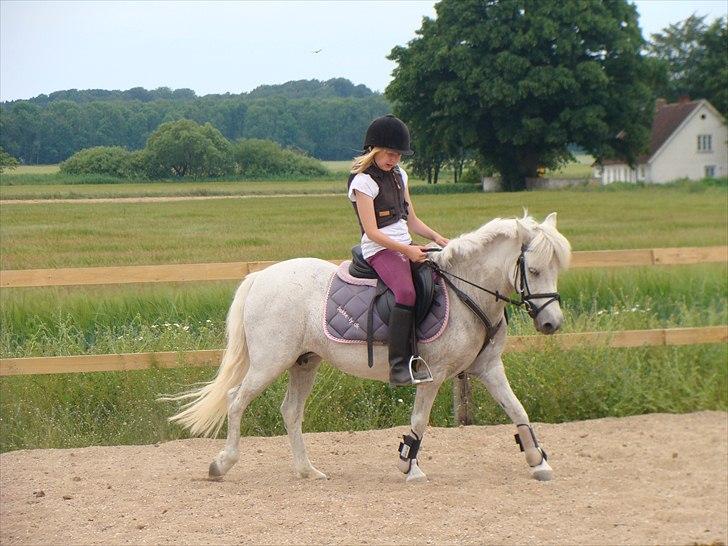 Anden særlig race Søby Vestergaards Clio billede 13