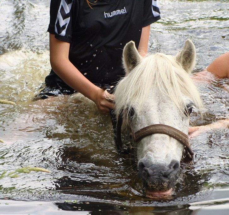 Anden særlig race Søby Vestergaards Clio billede 14