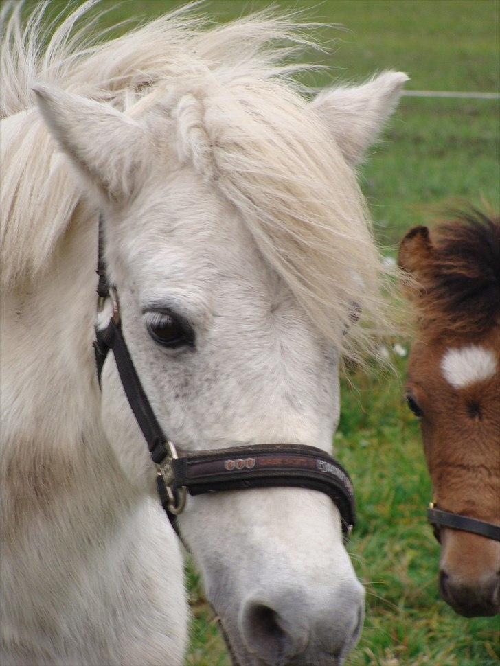 Anden særlig race Søby Vestergaards Clio billede 16