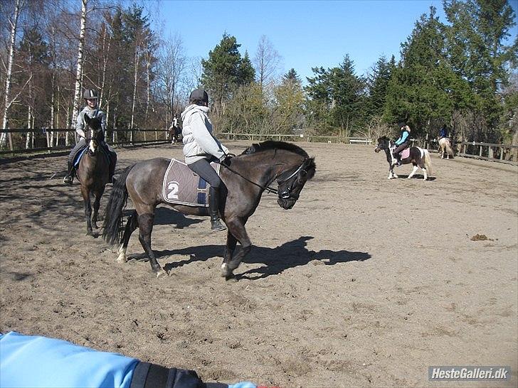 Hollandsk Sportspony Lady Black - 13) uden saddel. 
foto: signe folkmann jørgensen  billede 13