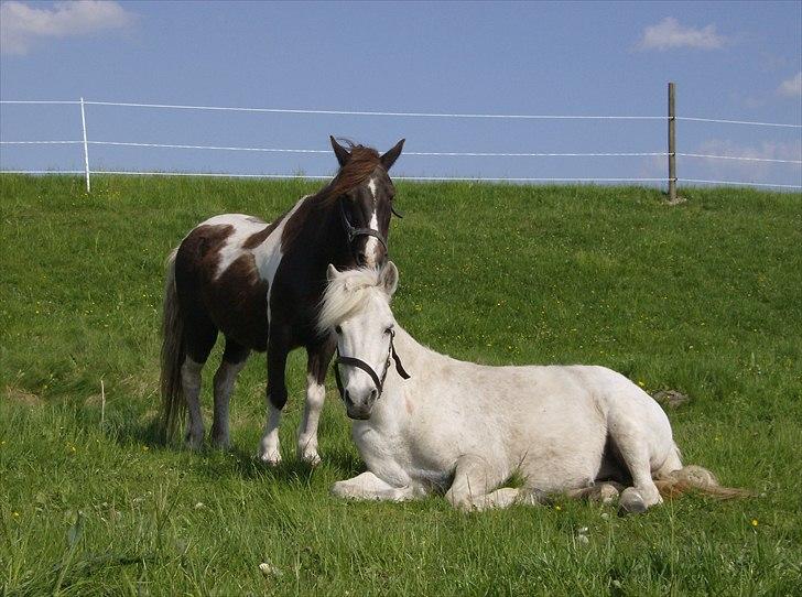 Anden særlig race Søby Vestergaards Clio billede 17