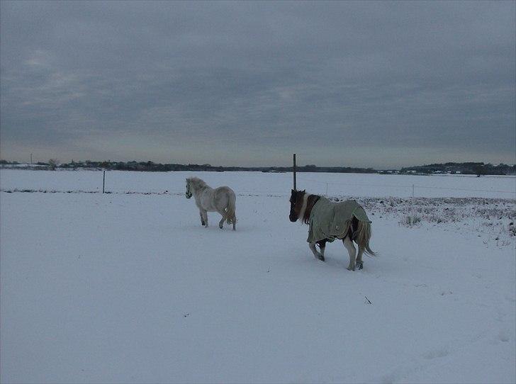 Anden særlig race Søby Vestergaards Clio billede 19