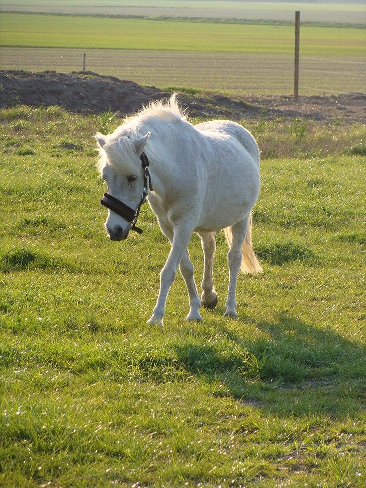 Anden særlig race Søby Vestergaards Clio billede 20
