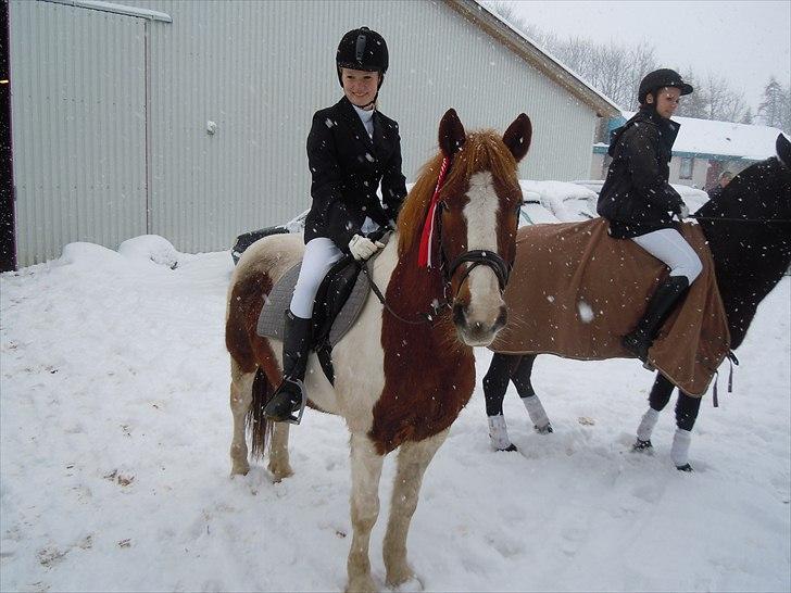 Anden særlig race Bounty rideskole pony - Ud i sneen billede 1