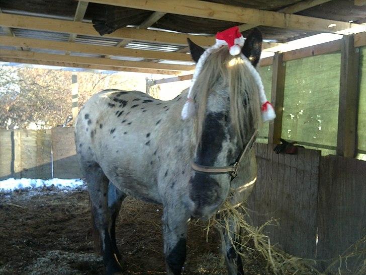 Noriker needles  - han finder sig i mere og mere :D billede 11