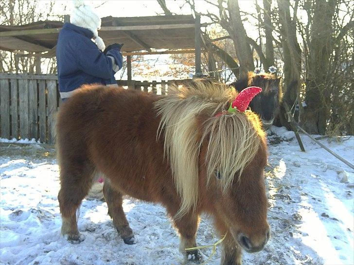 Anden særlig race L.U.F.E.H - lille jule alf :D billede 13