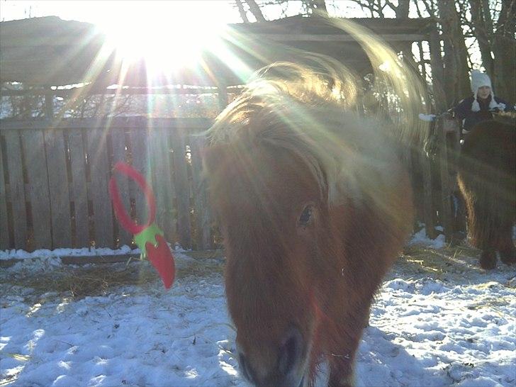 Anden særlig race L.U.F.E.H - tryl tryl og væk var julepynten billede 14