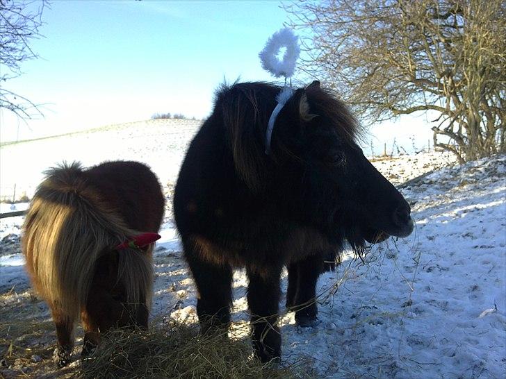Anden særlig race stella aka madam :D - hun er min lille engel :D billede 15
