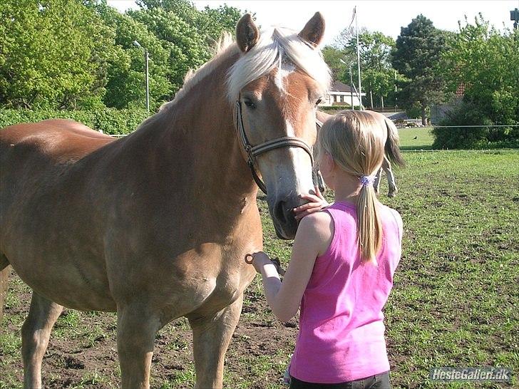 Haflinger Henrietta Ha 559 (Tykkeh) - (10) Hvad er bedre i verden end når man bliver mødt af en glad hest?<3 billede 9