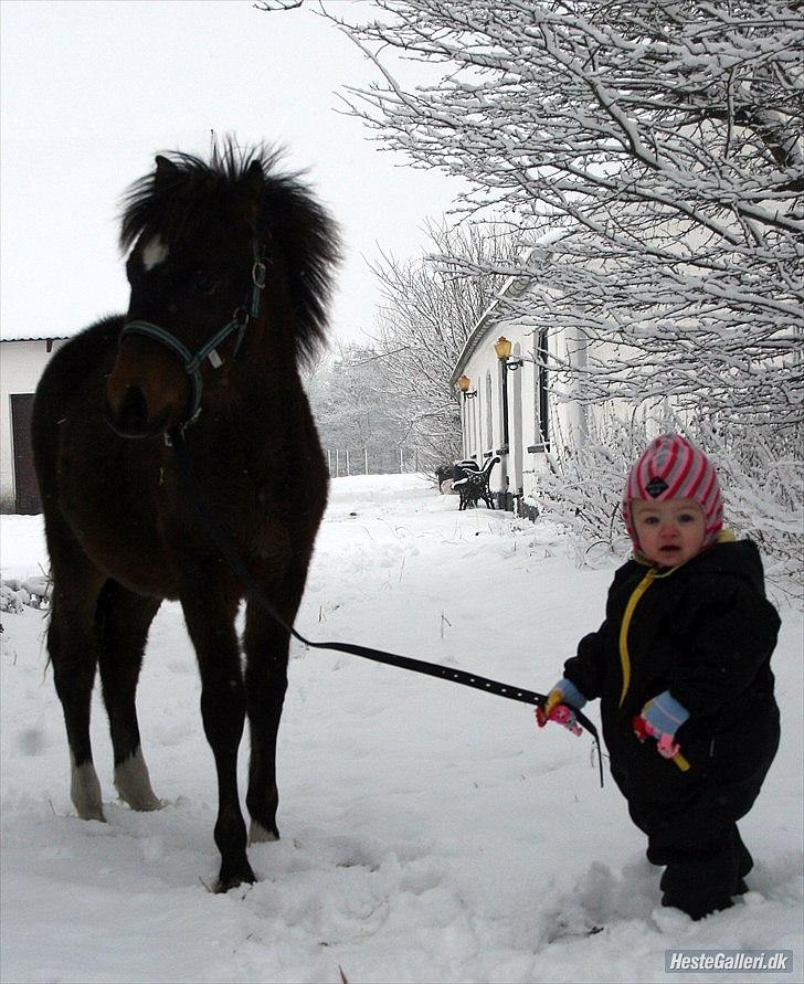 Welsh Pony af Cob-type (sec C) Ågård's Mokaï *SOLGT* billede 7