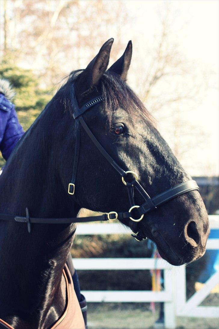 Anden særlig race Donhill  ( x-Part :'( ) - Du var så meget gladere uden det onde bid :-) og smukkere, begyndelsen på et nyt eventyr! [ foto : KT-foto(mig) ] billede 1