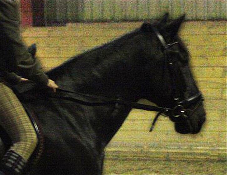 Anden særlig race Donhill  ( x-Part :'( ) - Smukke Donhill (-; [ foto: ECS ] billede 5