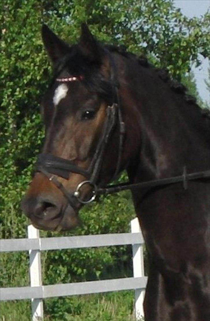 Anden særlig race Cortido  - Velkommen til Cortido´s profil <3 billede 2