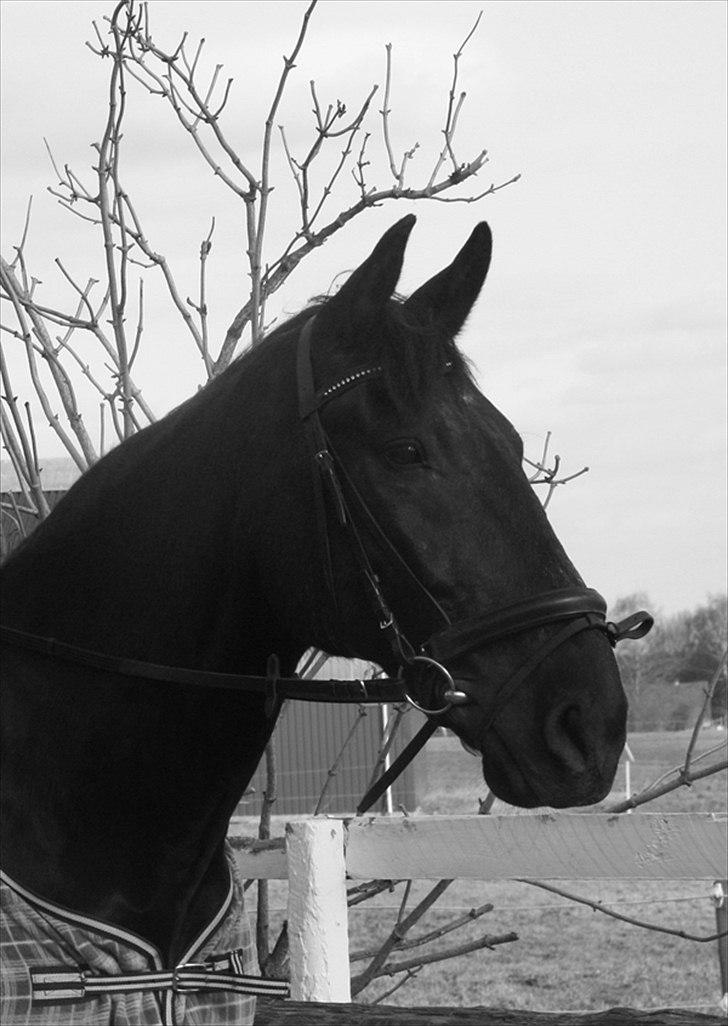 Anden særlig race Donhill  ( x-Part :'( ) - Det er noget af det smukkeste jeg har set :´)) ! [ foto: Camilla Olsen ] billede 7