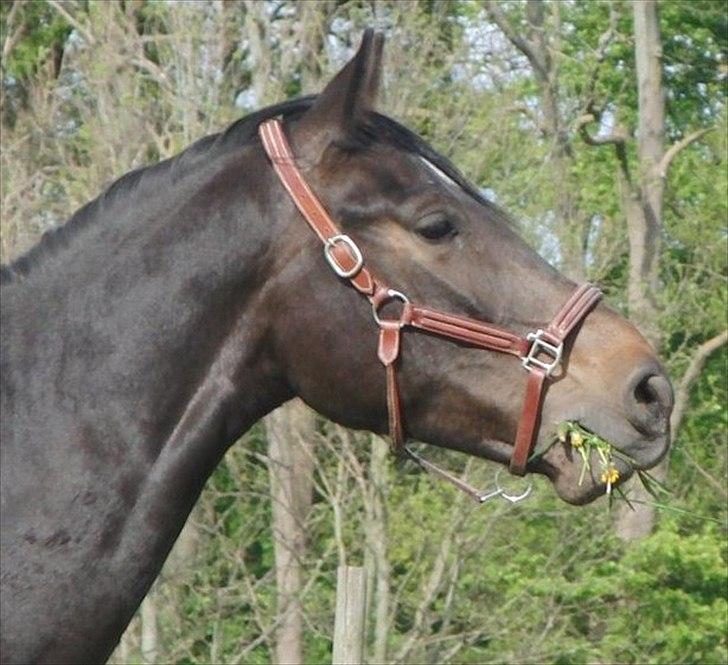 Anden særlig race Cortido  - En dag på græs ;)  billede 3