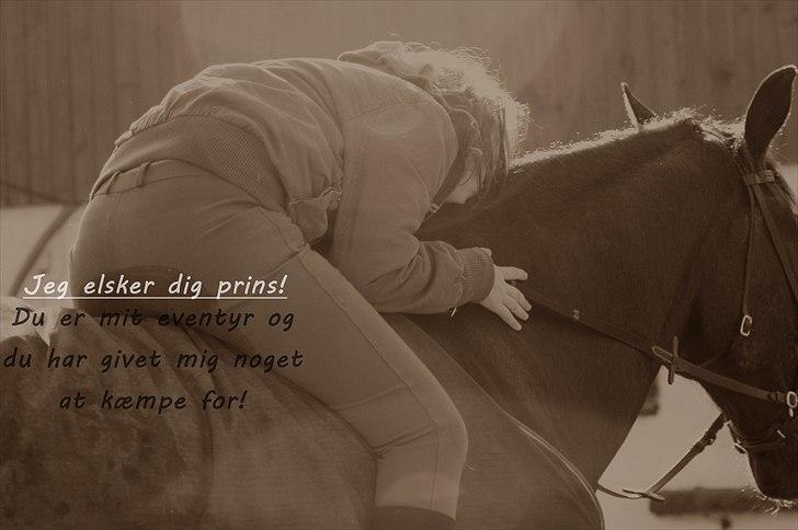 Anden særlig race Donhill  ( x-Part :'( ) - fordi den hest betyder stort :-))) [ foto : KT-foto(mig) ] billede 8