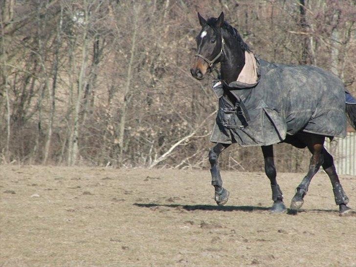 Anden særlig race Cortido  - Leg på vinter folden ! :) billede 4