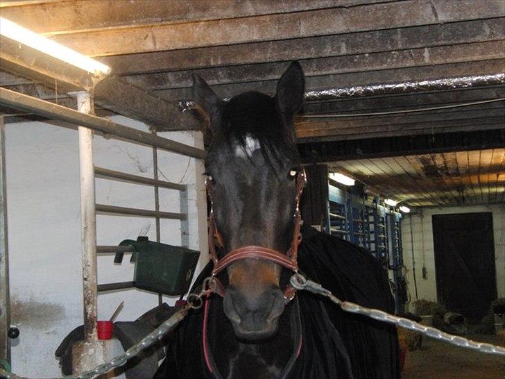 Anden særlig race Cortido  - En af de første gange han blev redet "rigtigt"  billede 6