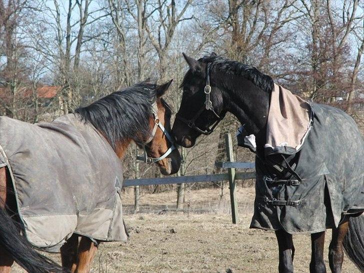 Anden særlig race Cortido  - Hans venner ;) billede 7