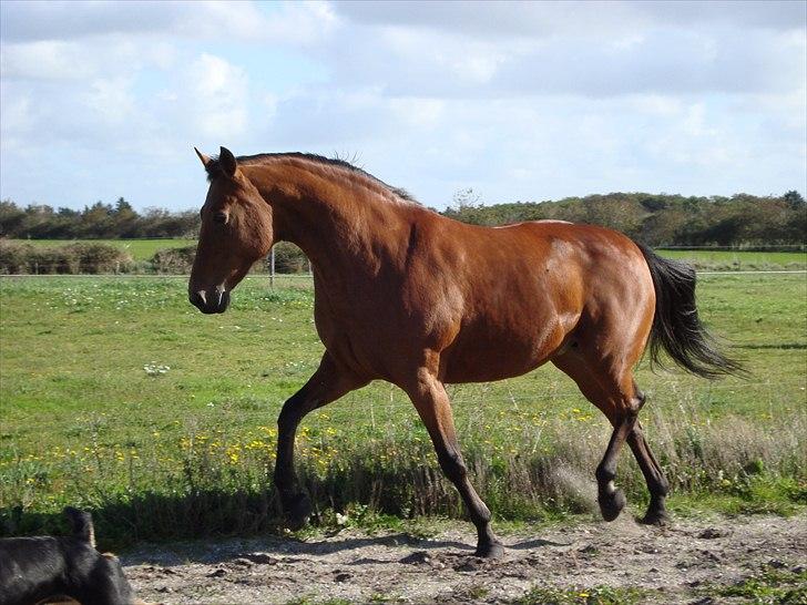 Traver Bulle R.I.P billede 18