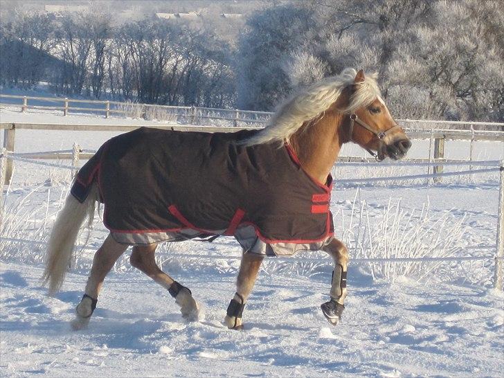 Haflinger STACHUS - Stachus traver i sneen! :D : 27 December 2010 billede 17
