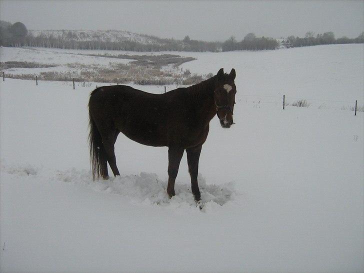 Dansk Varmblod Chita(hvil i fred dejlige) - 5/12-10 endnu en snevejrs dag. billede 8