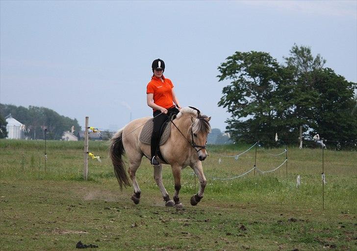 Fjordhest Laban - Galop vi er ved at have styr på den foto: Tina billede 12