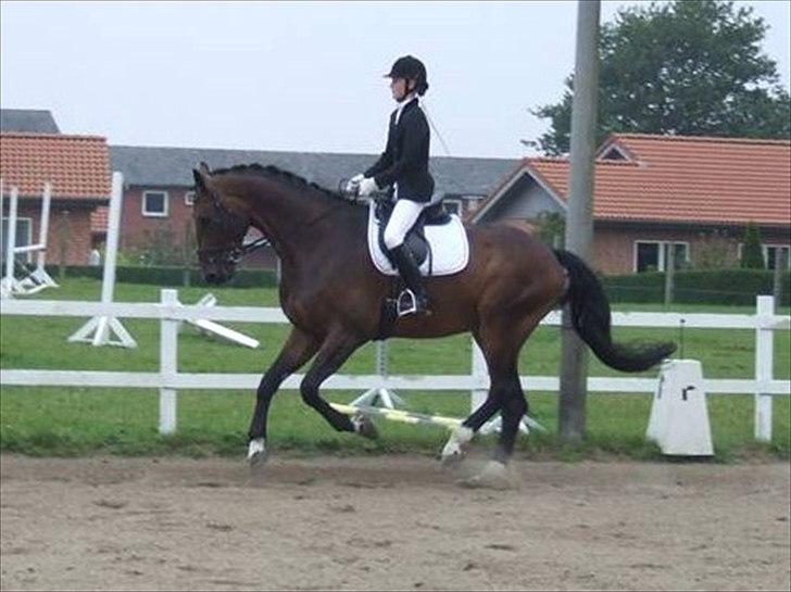 Dansk Varmblod Cato S - Cato og jeg, Augr 2009 billede 9