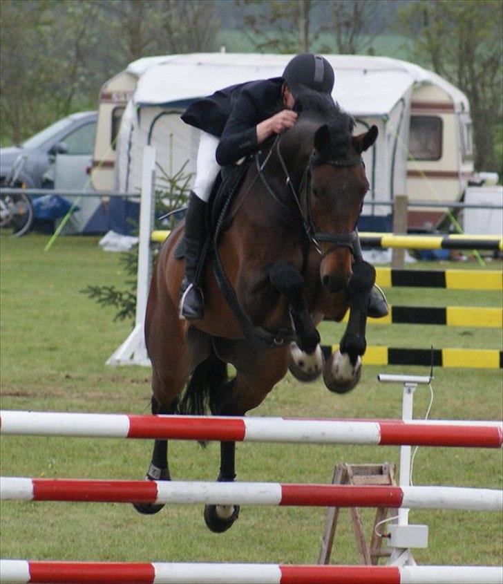 Dansk Varmblod Cato S - Cato og Frederik, Sdr. Hygum 2010 billede 12