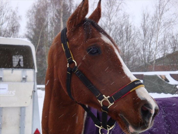 Arabisk fuldblod (OX) Grafik ox - min skønneste dreng:) billede 1