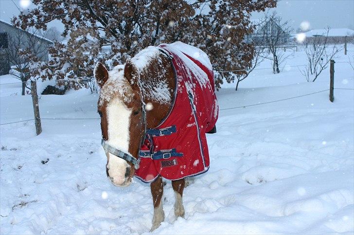 Anden særlig race |Pippi*Aflivet*| - Pippi i fold! :) <3|foto:Amalie K| billede 13