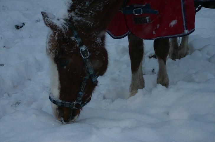 Anden særlig race |Pippi*Aflivet*| - Pippi ude på folden i kulde skatten du gør miqq varm<33|Foto:Amalie K| billede 14