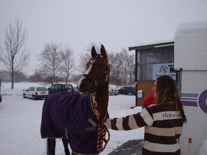 Arabisk fuldblod (OX) Grafik ox - vi gør os stævne-klar :) billede 2