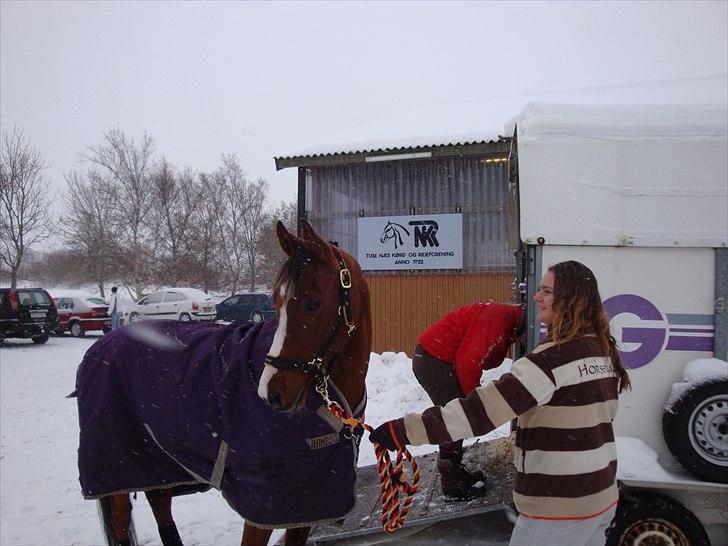 Arabisk fuldblod (OX) Grafik ox - mere stævne :D billede 3