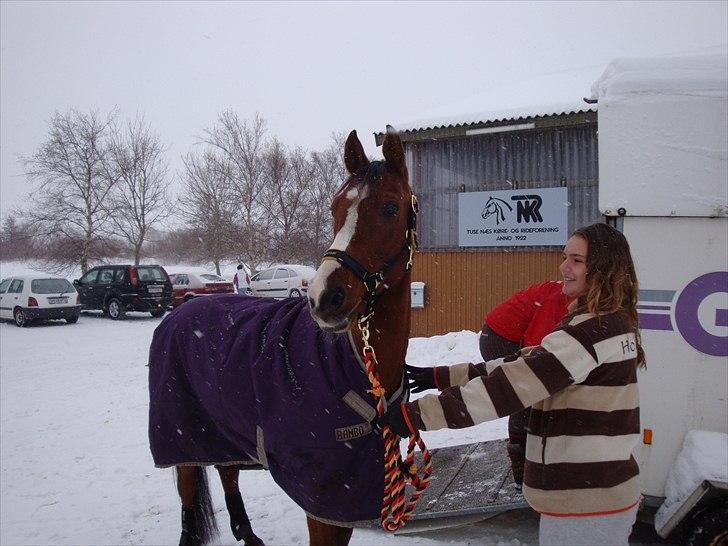 Arabisk fuldblod (OX) Grafik ox billede 4