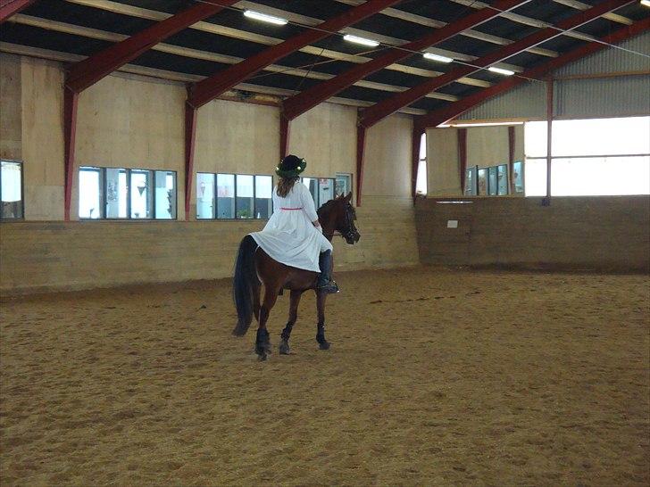 Arabisk fuldblod (OX) Grafik ox - vores fine udklædning ;) billede 5