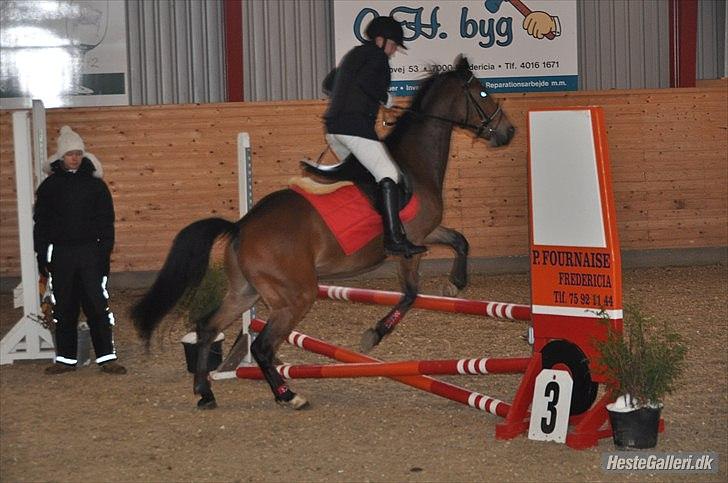 Anden særlig race simba  solgt - stævne den 5/12-2010 billede 13