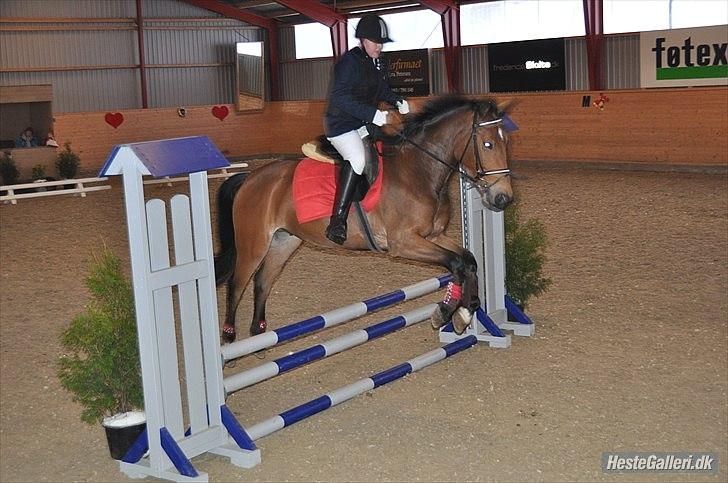 Anden særlig race simba  solgt - stævne den 5/12-2010 billede 14