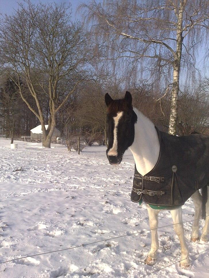 Hollandsk Sportspony Winnetou(SOLGT :D) - Winnetou i sneen :-) billede 19