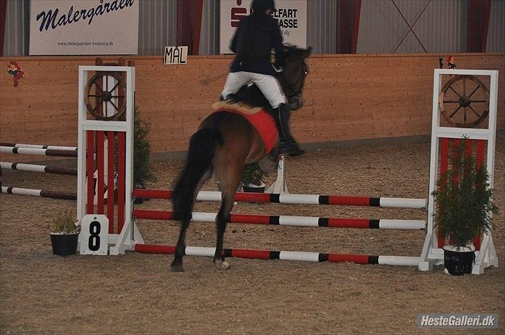 Anden særlig race simba  solgt - stævne den 5/12-2010 billede 15
