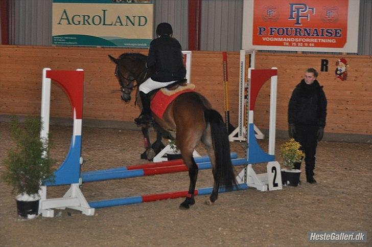 Anden særlig race simba  solgt - stævne den 5/12-2010 billede 16