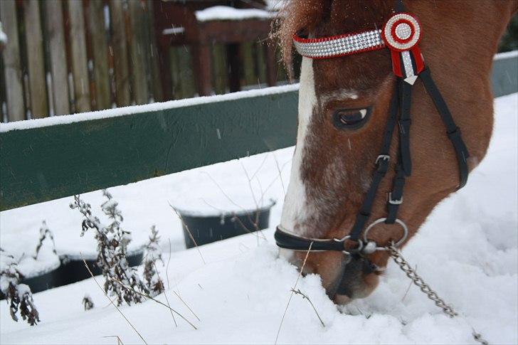 Anden særlig race Vestergårds La Chanta   billede 15