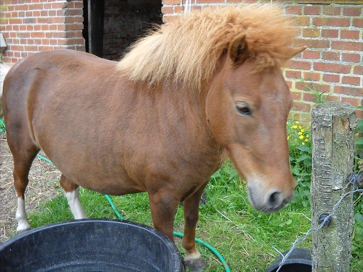 Shetlænder Fie billede 7