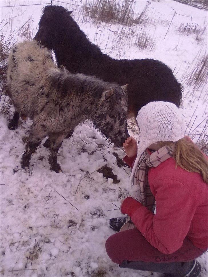 Miniature Bølle Bob - Fortiden er bag os, lær af den. Fremtiden er foran, forbered den. Nutiden er her, lev den.  billede 6