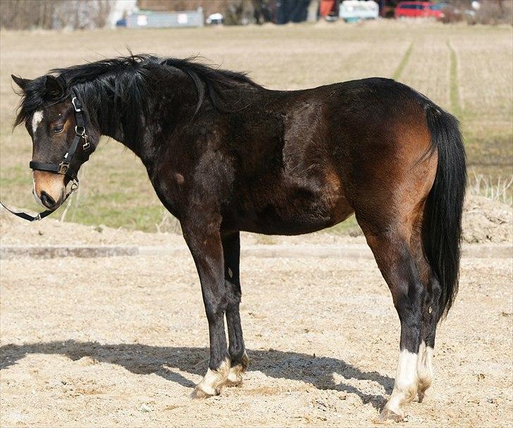 DSP Caspara´s April billede 15