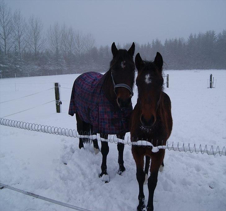 Oldenborg Batman af Moselyst - mor og søn december 2010 billede 9