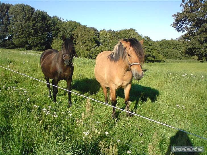 Anden særlig race Toullée <3 [ Tidl. hest ] - AJ foto.     - hos gamle ejer ;) billede 14