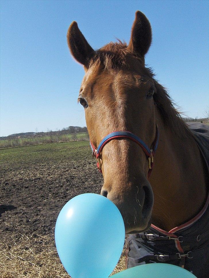 Anden særlig race Sakskærs Anastasia billede 11