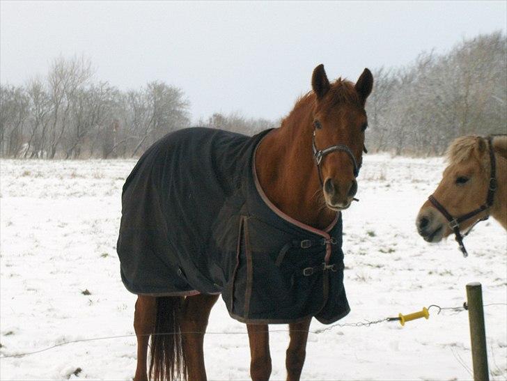 Anden særlig race Sakskærs Anastasia billede 12